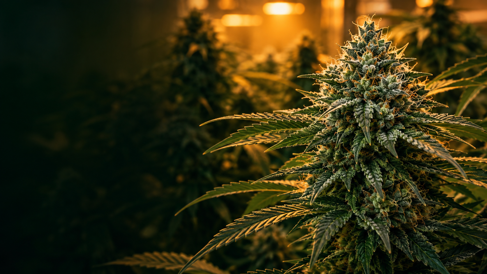 Mature cannabis flower in an indoor grow environment
